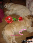 pour les chiennes a queya2 - Golden Retriever (1 mois)