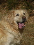 phoxy - Golden Retriever (11 ans)
