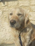 Honey - Golden Retriever (5 ans)
