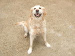 Komet - Golden Retriever (6 ans)