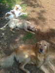 mes loulous - Golden Retriever Mâle (4 ans)