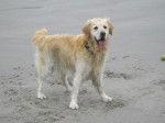 Ravel - Golden Retriever Mâle (10 ans)