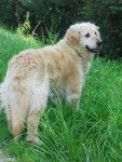 Savana - Golden Retriever (8 ans)