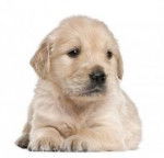 Lucky - Golden Retriever