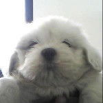 dogies - Golden Retriever Mâle (2 mois)