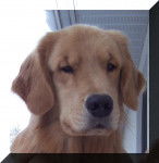 CJ - Golden Retriever Mâle (4 ans)