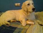 Cora - Golden Retriever (10 mois)