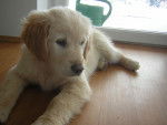 Lucky - Golden Retriever (1 mois)