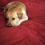 samy - Golden Retriever (2 ans)