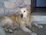 Bruno - Golden Retriever Mâle (9 ans)