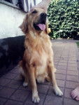 Rousi - Golden Retriever (4 ans)