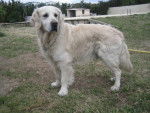 Didou - Golden Retriever Mâle (11 ans)