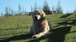 Kuky - Golden Retriever (11 ans)