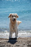 Apache - Golden Retriever Mâle (5 ans)