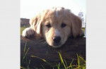 Angel - Golden Retriever (7 mois)