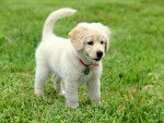 que mono - Golden Retriever