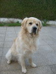 Calou - Golden Retriever Mâle (2 ans)