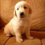 tobii de pequeño - Golden Retriever Mâle (1 mois)
