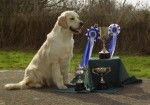 Mungo's First Prize - Golden Retriever Mâle (1 an)