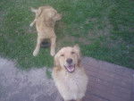 Rousi y tota - Golden Retriever (3 ans)