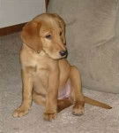 monty - Golden Retriever Mâle (6 mois)