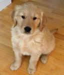 Princess Praliné - Golden Retriever (15 ans)