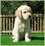 floaztel - Golden Retriever Mâle (6 mois)