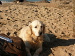milou418 - Golden Retriever (7 ans)