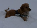 Josy - Golden Retriever (6 ans)