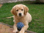 Josy - Golden Retriever