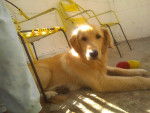 Candy - Golden Retriever (1 an)