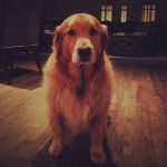 Elvis - Golden Retriever Mâle (4 ans)