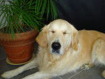 Anouck - Golden Retriever (4 ans)