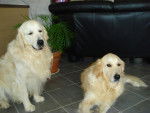 Calou et Anouck - Golden Retriever