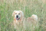 Alec - Golden Retriever (7 ans)