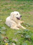 batenn - Golden Retriever Mâle (3 ans)