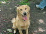 Sid, my doggy, soo cute and soo my dog - Golden Retriever (7 ans)