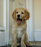 jimy - Golden Retriever Mâle (1 mois)