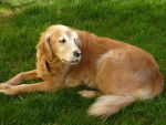 Ulka (DCD) - Golden Retriever (10 ans)