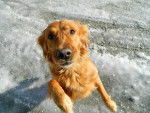 Kyara - Golden Retriever (5 ans)