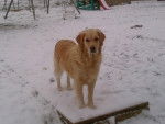 Aby - Golden Retriever (5 ans)
