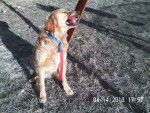 Alvin - Golden Retriever Mâle (1 an)