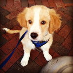 Clancy - Golden Retriever Mâle (4 mois)