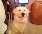 eliot - Golden Retriever Mâle (4 ans)