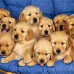 cuties - Golden Retriever (1 mois)