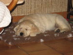 darouk la 1er semeine a la maison - Golden Retriever Mâle (2 mois)