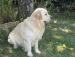 mila - Golden Retriever (3 ans)
