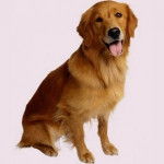 mein hund jack - Golden Retriever Mâle (4 ans)