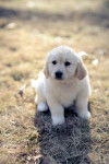 Rose - Golden Retriever (2 mois)