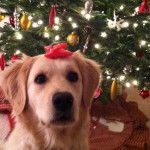 Rose - Golden Retriever (1 an)